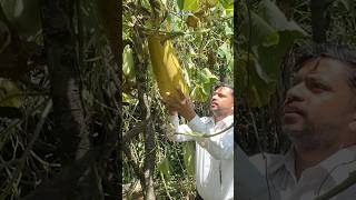 मादले काक्रो local cucumber pokhara Ulleri delicious harvesting rurallife nature satisfying [upl. by Wynne]