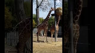 quotŻYRAFYquot zoo wycieczka girraffe zwierzęta chorzów żyrafa [upl. by Swann]