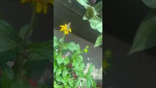 My Beautiful Home Garden  Wedelia plant  viral bonsai flowers gardening nature plants [upl. by Eatnahc]