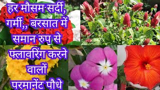 All Sessions Flowering plants हर मौसम गर्मीसर्दी बरसात साल के 12 महीने फूल देने वाले पौधे [upl. by Davina]