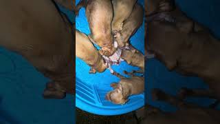 PIRANHA STYLE FEEDING WHOLE CHICKEN FED TO REDBOYJOCKO PITBULL PUPS [upl. by Labotsirhc716]