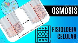 ✔OSMOSIS  LO QUE TIENES QUE SABER  FISIOLOGIA CELULAR👌 [upl. by Karon]