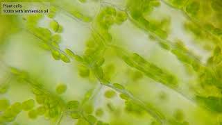 Chloroplasts racing around plant cell walls  1000x [upl. by Payne]