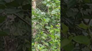 white cheeked barbet kutturuvan eating mulberries [upl. by Scheck]