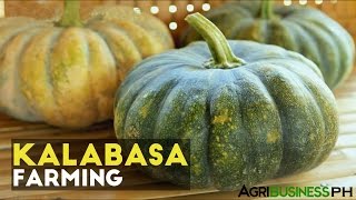 Squash Planting Tips How to Plant Squash in the Philippines [upl. by Akihsay842]