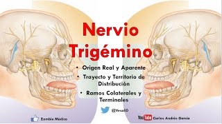 Anatomía  Nervio Trigémino Ganglios Ramos Oftálmico Maxilar y Mandibular [upl. by Assira]