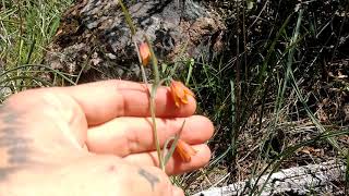 Fritillaria eastwoodiae [upl. by Mccullough916]