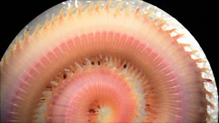 Glycera Bloodworms  Close Up amp Fast Facts [upl. by Mixie]