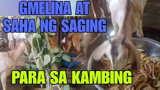 Gmelina at saha ng saging para sa mga goaty happyfarming goatfarming [upl. by Alyar]