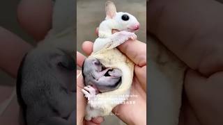 A Glimpse Inside the Sugar Glider Pouch [upl. by Maccarthy]