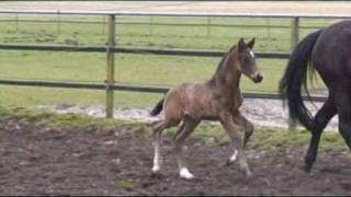 wwwreitschulesandbrinkde For Compliment  De Niro Fohlen foal colt Dressage [upl. by Hera763]