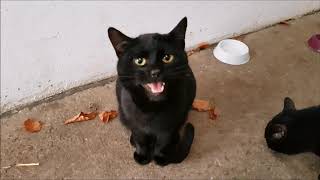 Black Cat Meowing for Treats [upl. by Thorndike]