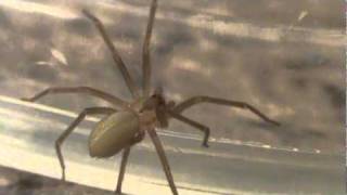 Brown Recluse Charges at my Camcorder [upl. by Origra]