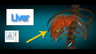 Liver Anatomy I Human Anatomy Tutorial [upl. by Nosro]