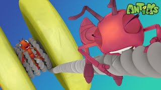 YoYo  🐛 Antiks amp Insectibles 🐜  Funny Cartoons for Kids  Moonbug [upl. by Idnaj60]