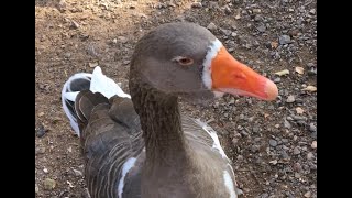 Toulouse Geese the GENTLE GIANTS [upl. by Ireland789]