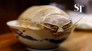 Giant isopod noodles tempt brave Taipei diners [upl. by Peirce]