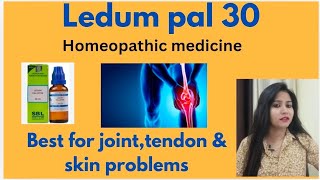 Ledum pal homeopathic medicine uses amp benefits in hindi  Best for jointstendon amp skin problems [upl. by Saunderson]