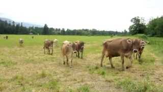 Brown Swiss cows coming home [upl. by Junia42]