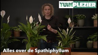 Alles over de Spathiphyllum  Lepelplant  TUINPLEZIER [upl. by Booma345]