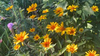 A Moment of Beauty with Bleeding Hearts Heliopsis Helianthoides Scabra [upl. by Oirotciv]