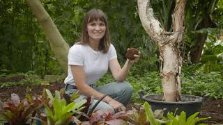 The Garden Gurus  Creating a Bromeliad Tree [upl. by Shantha]