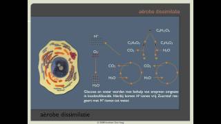 Biodoen  aërobe dissimilatie 1 van 8 [upl. by Eitsirk]