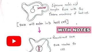 Lipofection  Liposome encapsulation  Transfection  Gene transfer technique  rDNA technology [upl. by Anitsrihc]