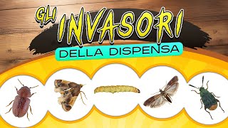 Gli invasori della dispensa ► Puntata speciale 6 [upl. by Hselin686]