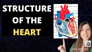 Heart Structure Alevel Biology Atria ventricles blood vessels semivalves and AV valves [upl. by Auginahs]