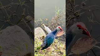 WESTERN SWAMPHEN  KNOWN AS PURPLE SWAMPHEN bird purple nature naturelovers wildlife 😍❤️ [upl. by Eiffub]