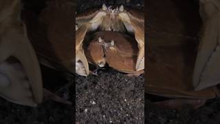 A couple of ShameFaced Crabs  Calappa calappa are making love underwatervideo underwatervideos [upl. by Ika]