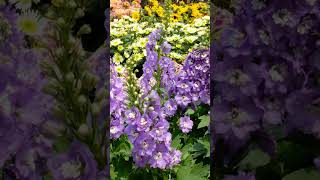 DELPHINIUM LARKSPUR A tall elegant flower to adorn your landscape [upl. by Christen60]