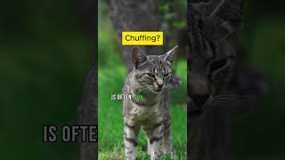 The Surprising Truth About Cat Chuffing [upl. by Spector19]