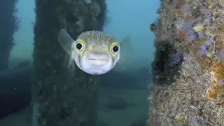 The best of Busselton Jetty [upl. by Patty566]