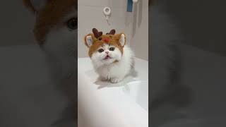 Cute little kitten videos 😍kitten shorts viralvideo youtubeshorts [upl. by Attegroeg]