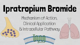 Ipratropium BromideAtem Mechanism of Action it Cellular Level [upl. by Nisbet893]