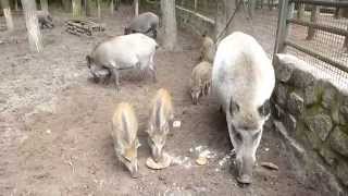 Wildschweine futtern Teil 2 im Tier  u FreizeitparkGermendorf [upl. by Hannasus]