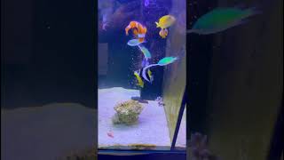 Feeding saltwater fish 🐠 aqaurium clownfish marineaquarium fish redseaclownfish reefaquarium [upl. by Akinam]