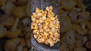 Chanterelle mushrooms [upl. by Fari413]