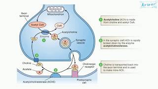 acetylcholinesterase English  Medical terminology for medical students [upl. by Barden152]