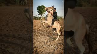 Horse riding and funny horse video by R J horses [upl. by Belinda96]