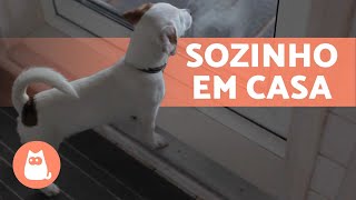 Como ACOSTUMAR um CACHORRO FILHOTE a ficar SOZINHO 🐶🏠 Dicas e Truques [upl. by Namrak]