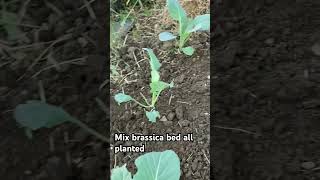 Mix of broccoli cauliflower and Brussel sprouts allotment growyourownfood [upl. by Ignatzia]