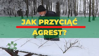 Jak przyciąć agrest  gałązka po gałązce [upl. by Hunter]