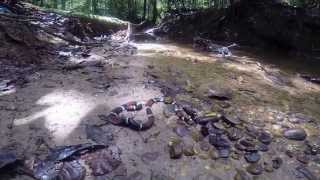 Aquatic Coral Snake Micrurus surinamensis [upl. by Setiram424]