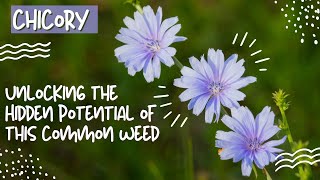 Chicory  Unlocking the Hidden Potential of Chicory [upl. by Eelrefinnej]