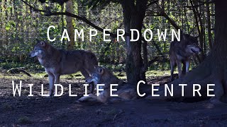 Camperdown Wildlife Centre [upl. by Yeleak]