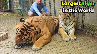 The Biggest Tiger in the World [upl. by Brok]