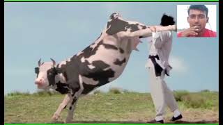 Kung Pow Enter the Fist 45 Movie CLIP  Cow Fight 2002 reaction video [upl. by Einnov]